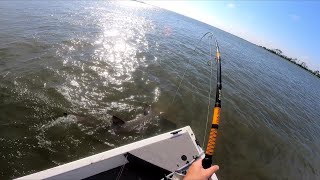 We Chased This Monster Fish Down With The Boat [upl. by Noeled37]