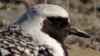 Nat Geo Wild Wild Russia Arctic HD Nature Documentary [upl. by Lamek]