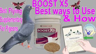 Boost X5 Different ways to useInformationTips Best For Pigeons Recovery After During Highflying [upl. by Zamora209]