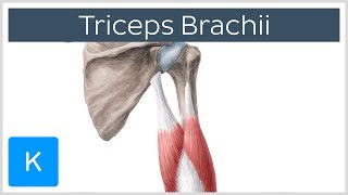 Triceps Brachii Muscle  Origin Insertion amp Innervation  Human Anatomy  Kenhub [upl. by Amocat894]