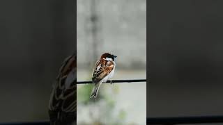 Sparrow Chirping 😍♥️🕊️ [upl. by Cnut976]