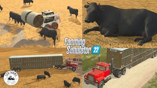 MOVING COWS TO THE FEEDLOT  Transporting and Feeding  Alma Missouri US  FS22 [upl. by Gnep]