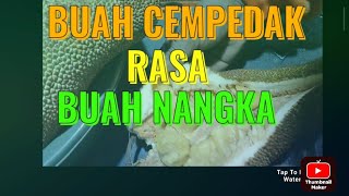 BUAH CEMPEDAK RASA BUAH NANGKAENAK SEKALI [upl. by Melina932]