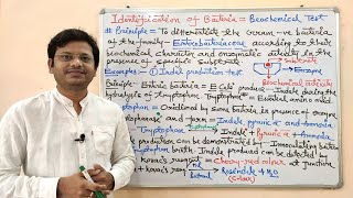 Microbiology 51  Identification of Bacteria Part06 Biochemical  Indole Production Test Method [upl. by Lapotin]