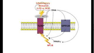 Omega3 fatty acids and inflammatory processes by Philip Calder [upl. by Netram172]