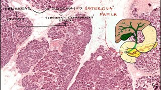 Pankreas Histológia  tráviaci systém [upl. by Bucella]