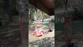 Redbirds and moreHummingbird Invasion [upl. by Garges]