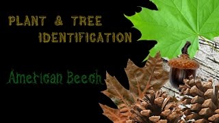 American Beech Tree [upl. by Tibbetts]