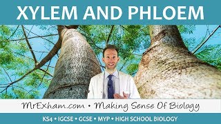 Transpiration and CohesionTension Theory Cohesion and adhesion in the transport of water in plants [upl. by Vod433]