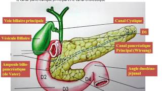 duodénopancreas et veine porte partie 1 [upl. by Xer1]