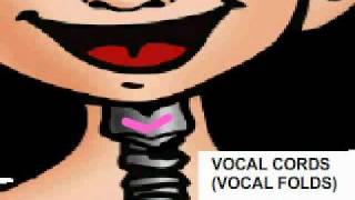 How the voice works Kids [upl. by Valtin]