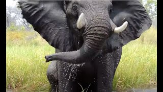 Angry and Loud Elephant on the water  Okavango Botswana [upl. by Bekha947]