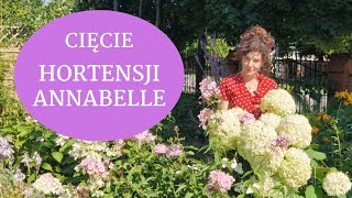 Jak przyciąć hortensję ANNABELLE w jesieni Kiedy przycinać hortensje bukietowe i Anabelle [upl. by Rhine]