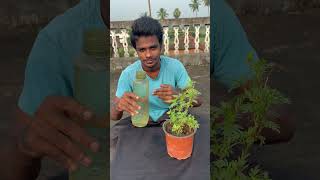 మొక్కకు మద్యం పోయడం what will happened pouring alcohol to the plant youtubeshorts [upl. by Boys]