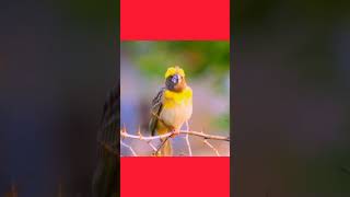 Baya Weaver Bird Natures Master Architect  Stunning Nest Building Skills Revealed [upl. by Sadella]