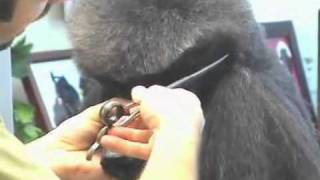 Super Styling Session Standard Poodle Grooming Tips [upl. by Merrili]