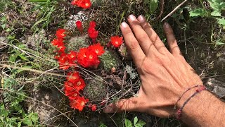 El cerro se llenó de flores de cactus  Aylostera deminuta en hábitat  Flora Argentina [upl. by Olshausen702]