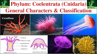 Phylum Coelentrata  General characters and classification of Coelentrata  Cnidaria [upl. by Wemolohtrab]