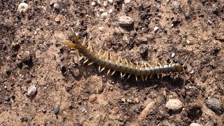 20170909  Centipede  Greece [upl. by Krause]