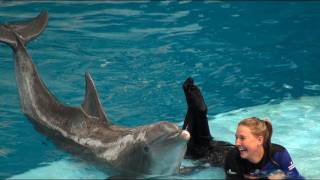 Dolphin Show at the National Aquarium [upl. by Ferdinana]