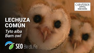 🦉 Lechuza común  INTERIOR  🔴 DIRECTO Parque Nacional de Cabañeros [upl. by Hairacaz154]