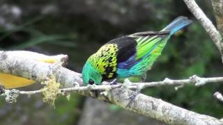 Greenheaded Tanager  Tangara seledon Statius Muller 1776 [upl. by Attenborough]