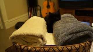 Lincolns First Steps Quadriplegic Kitty [upl. by Price]