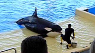 Orka show in Loro Parque  Tenerife [upl. by Sarina]