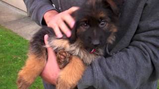 German Shepherd Puppy8 Weeks Old ThorPurebred German Shepherd [upl. by Initsed]