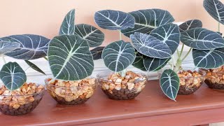 Decorate Alocasia Black Velvet  Alocasia Reginula with LECA and Water in Glass Bowl [upl. by Oirevas]