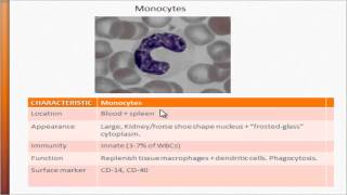 USMLE  Immunology  Monocytes [upl. by Yecnahc799]