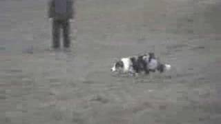 Border collie Devoted One  herding videoclip [upl. by Osugi752]