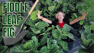 Fiddle Leaf Fig Repotting  Basic Care Tips  Ficus Lyrata 🌱 [upl. by Shwalb493]