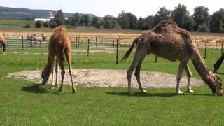 Kamelhof Rotfelden Oberglatt  Camel Farm Switzerland 2014 08 01 [upl. by Edras]