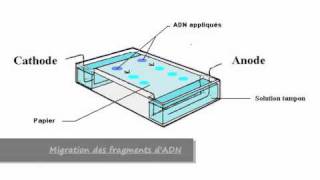 électrophorèse de zone [upl. by Gannie882]