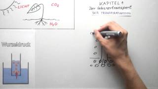 Wassertransport bei der Photosynthese [upl. by Trimmer194]