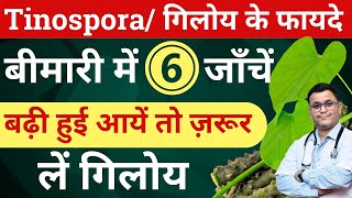 Giloy ke fayde Tinospora Cordifolia benefits Giloy Health benefits Tinospora homeopathic medicine [upl. by Victor238]