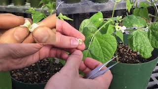 How to cross pollinate beans genus Phaseolus [upl. by Veronika686]