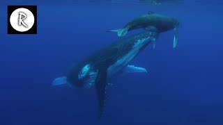 Whale Sounds Underwater Nature Video  4K  10 Hours for Sleep Insomnia Stress Relief amp Relaxation [upl. by Port]