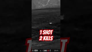 1 Shot 2 Kills hunting ozziereviews shooting firearms gun gaming 22lr 22wmr rabbit rabbits [upl. by Latreshia]