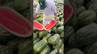 Tôi muốn ăn nó🍉  арбуз🍉  I want to eat it🍉 ưatermelon short [upl. by Nettirb]