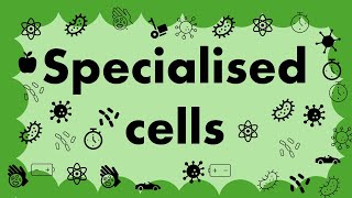 GCSE Biology CELLS L4  Specialised cells [upl. by Einalam961]