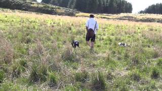 One year old Springer Spaniel hunting [upl. by Siram]