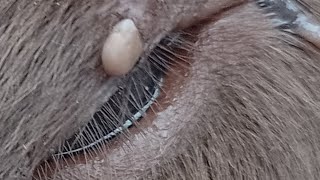 Tick On Dog Removal With Tick Removal Tool [upl. by Emmery383]