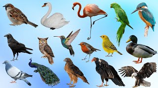 Birds Names in English for Kids  Birds Names Birds for toddlers [upl. by Hambley]