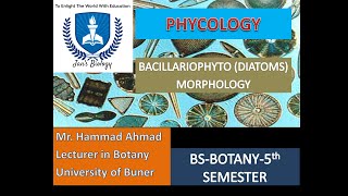 BACILLARIOPHYTA DIATOMS MORPHOLOGY [upl. by Leaper]