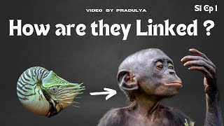 Learn about Animal Planet Animals wildlife [upl. by Aelat]