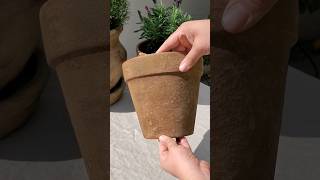 Aging Terracotta Pots with Garden Lime diyprojects gardeningtips terracottapots diy [upl. by Hacceber]