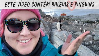 MAQUI NA ANTÁRTIDA PARTE 2 MUITAS BALEIAS MUITOS PINGUINS • Maqui Nóbrega [upl. by Oicnaneb]