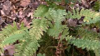 Polypode vulgaire Polypodium vulgairewmv [upl. by Elianora]